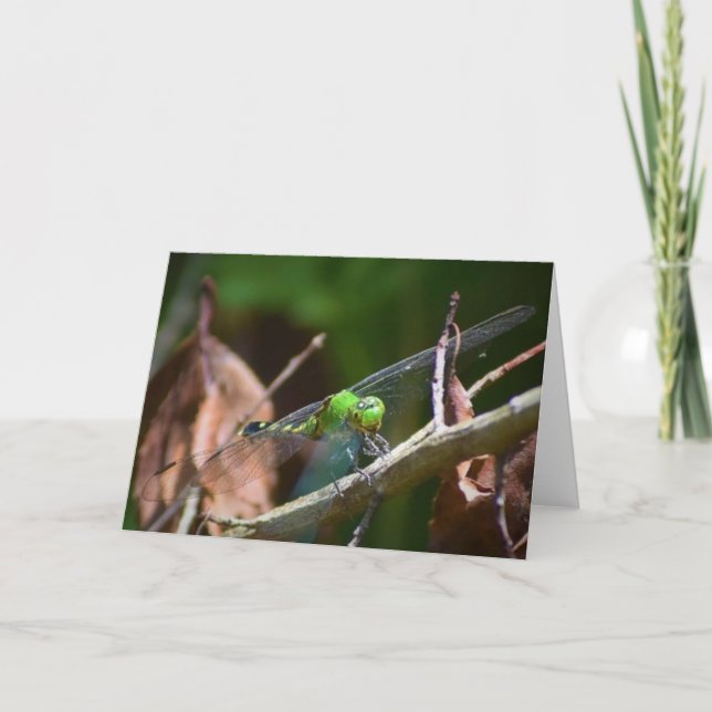 Dragonfly, card (Front)