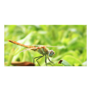 Dragonfly Card