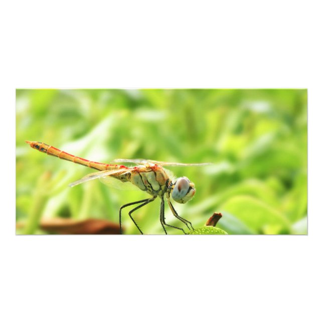 Dragonfly Card (Front)
