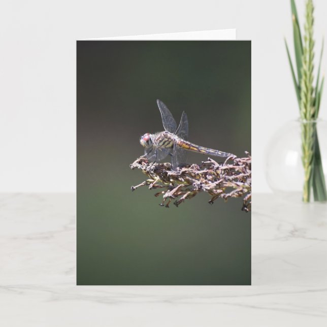 Dragonfly, card (Front)