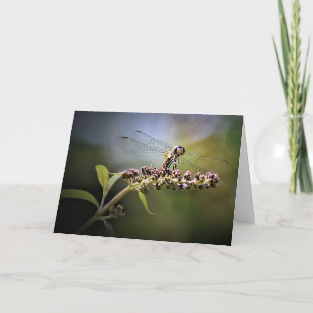 Dragonfly, card (Front)