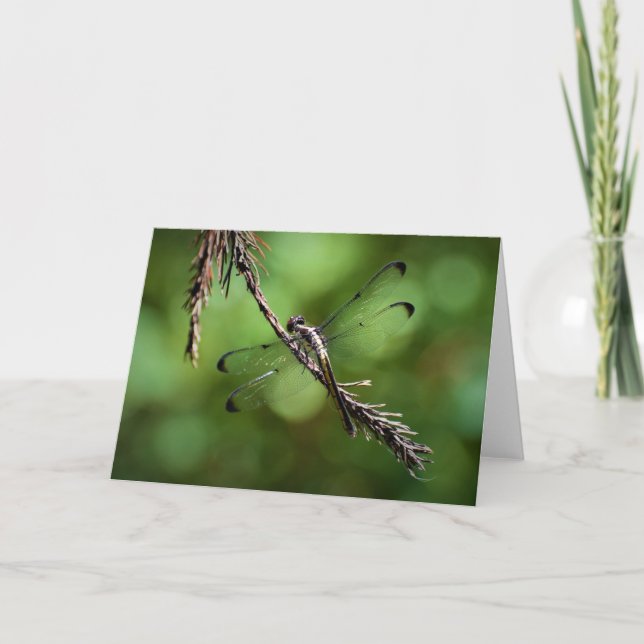 Dragonfly, card (Front)