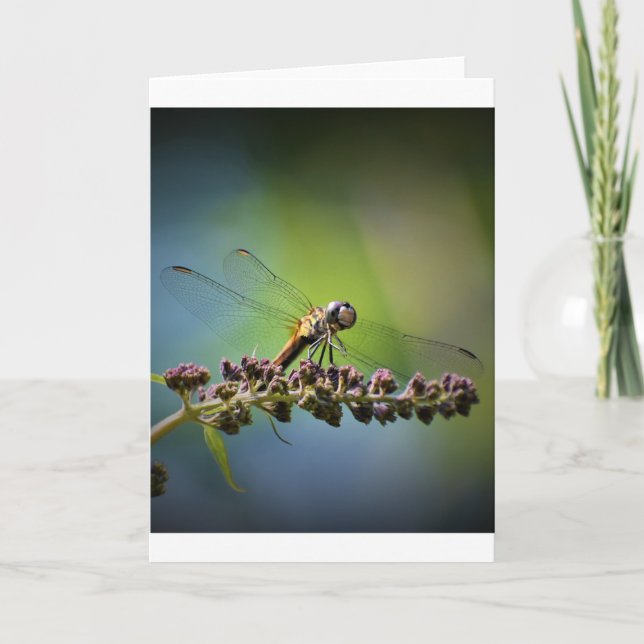 Dragonfly, card (Front)