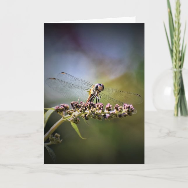 Dragonfly, card (Front)