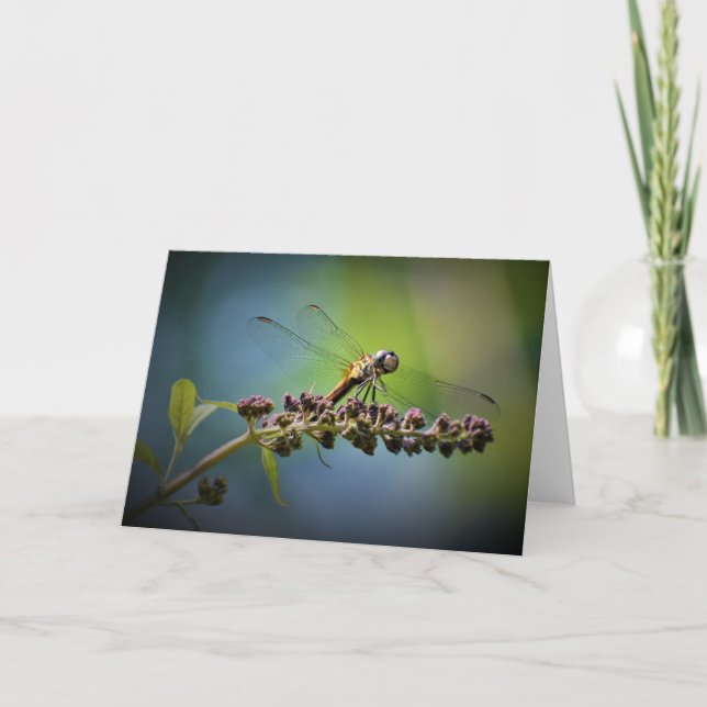 Dragonfly, card (Front)