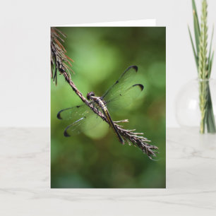 Dragonfly, card