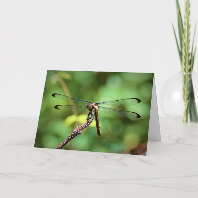 Dragonfly, card (Front)