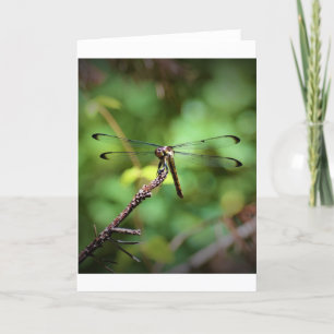Dragonfly, card