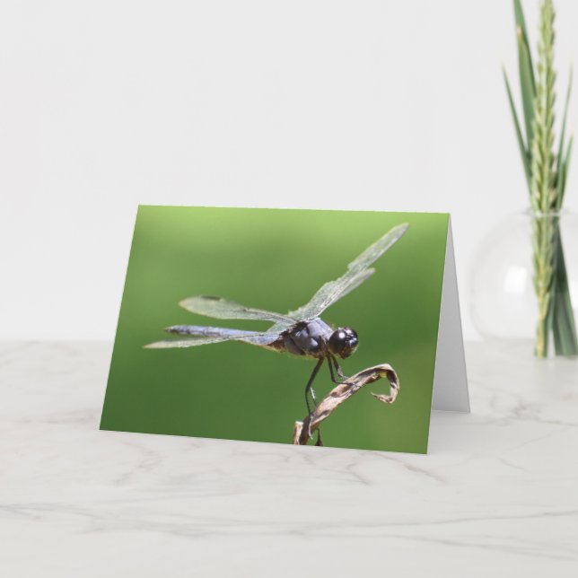 Dragonfly, card (Front)