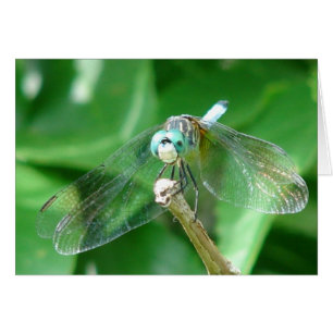 Dragonfly Cards