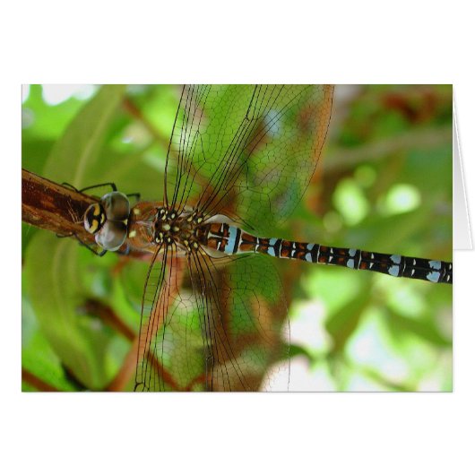 Dragonfly Cards (Front Horizontal)