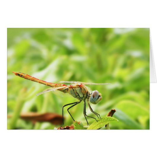 Dragonfly Cards (Front Horizontal)