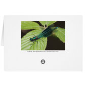 Dragonfly Cards (Back Horizontal)