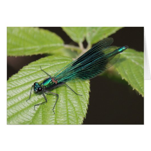 Dragonfly Cards (Front Horizontal)