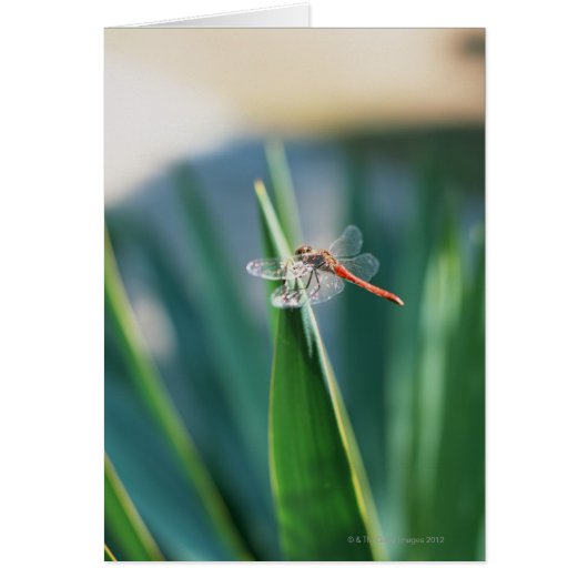 Dragonfly Cards (Front)