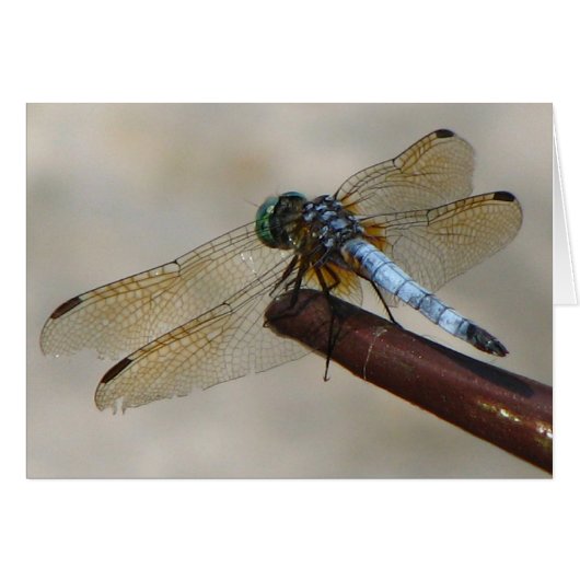 Dragonfly Cards (Front Horizontal)