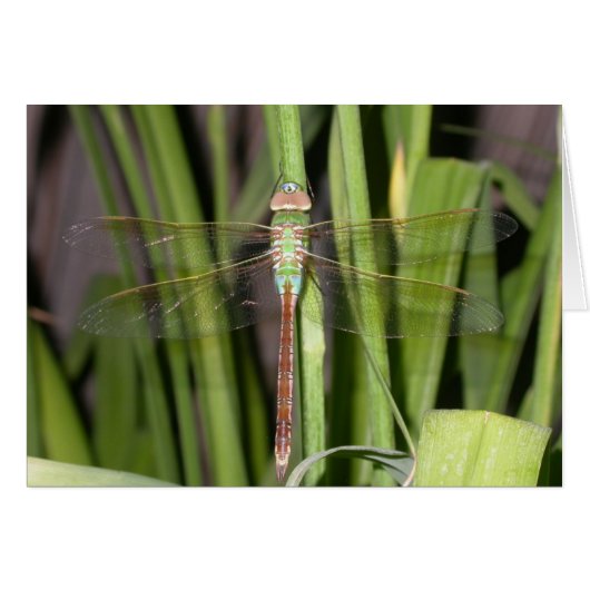 Dragonfly Cards (Front Horizontal)