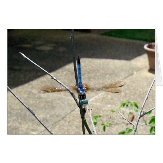 Dragonfly Cards (Front Horizontal)