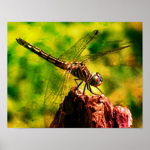 Dragonfly Close Up Nature Distressed Art Poster