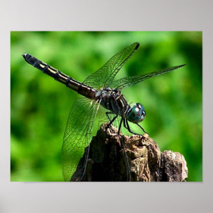 Dragonfly Close Up Nature Poster