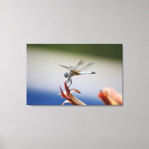 Dragonfly Close Up Photo Wall Art