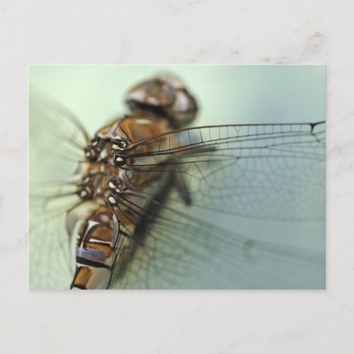 Dragonfly close_up postcard