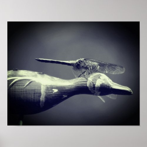 Dragonfly Co Pilot Black And White  Poster