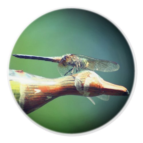 Dragonfly Co Pilot Insect Ceramic Knob