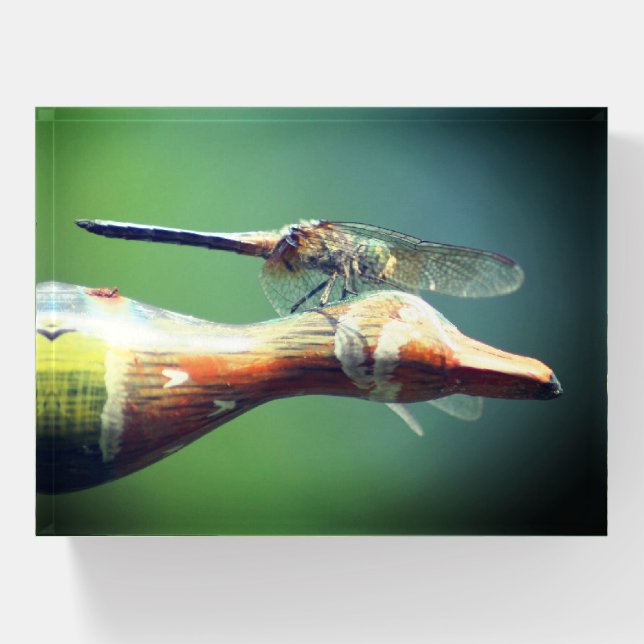 Dragonfly Co Pilot Insect  Paperweight (Front)