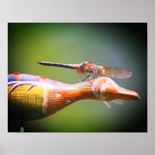 Dragonfly Co Pilot Insect  Poster