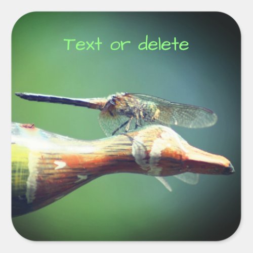 Dragonfly Co Pilot Personalized Nature Square Sticker