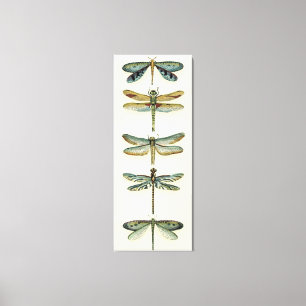 Dragonfly Collection by Chariklia Zarris Canvas Print