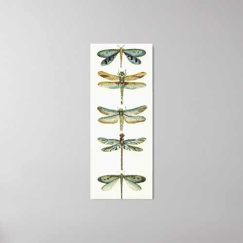 Dragonfly Collection by Chariklia Zarris Canvas Print