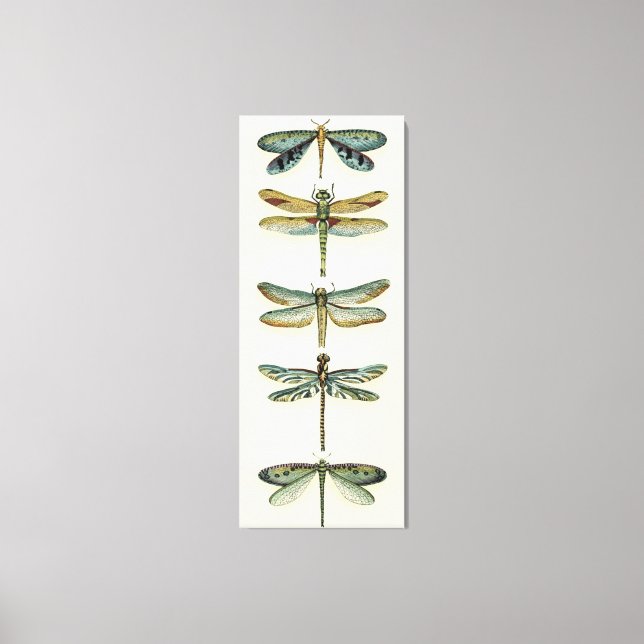 Dragonfly Collection by Chariklia Zarris Canvas Print (Front)