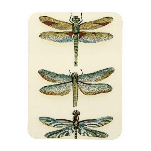 Dragonfly Collection by Chariklia Zarris Magnet