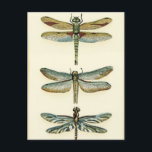 Dragonfly Collection by Chariklia Zarris Postcard<br><div class="desc">A dragonfly collection worthy of any curious nature buff,  this is a stunning piece by Chariklia Zarris. Put it on your wall or give it as a gift!</div>