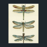 Dragonfly Collection by Chariklia Zarris Postcard<br><div class="desc">A dragonfly collection worthy of any curious nature buff,  this is a stunning piece by Chariklia Zarris. Put it on your wall or give it as a gift!</div>