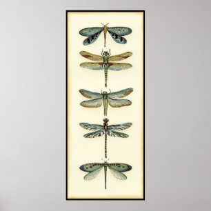 Dragonfly Collection by Chariklia Zarris Poster