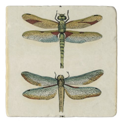 Dragonfly Collection by Chariklia Zarris Trivet