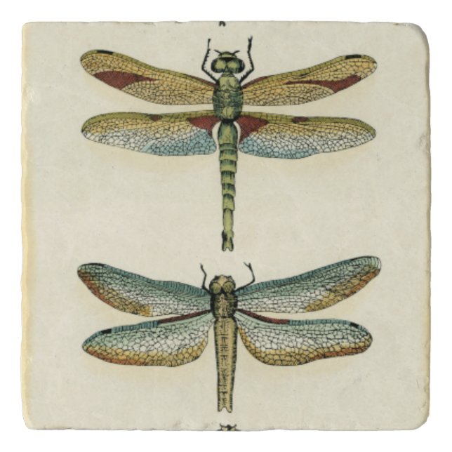Dragonfly Collection by Chariklia Zarris Trivet (Front)
