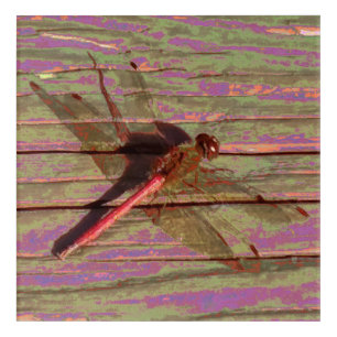 Dragonfly Colorful Acrylic Print
