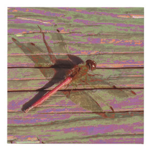 Dragonfly Colorful Faux Canvas Print