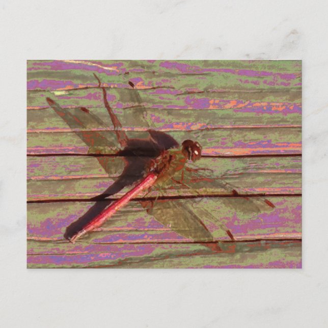 Dragonfly Colorful Postcard (Front)