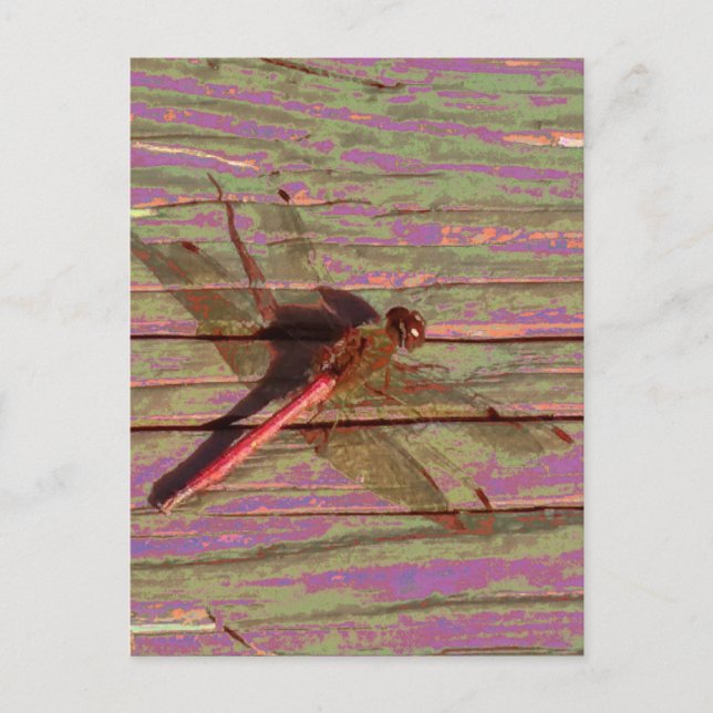 Dragonfly Colorful Postcard (Front)