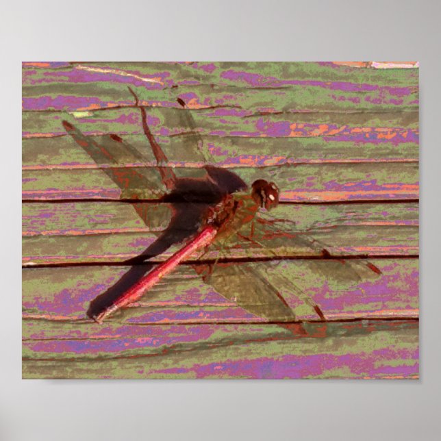 Dragonfly Colorful Poster (Front)