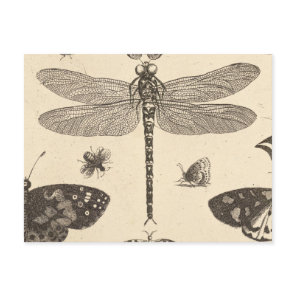 Dragonfly ( detail ) Vintage Art nature Postcard