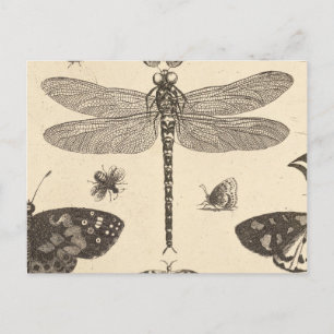 Dragonfly ( detail ) Vintage Art nature Postcard