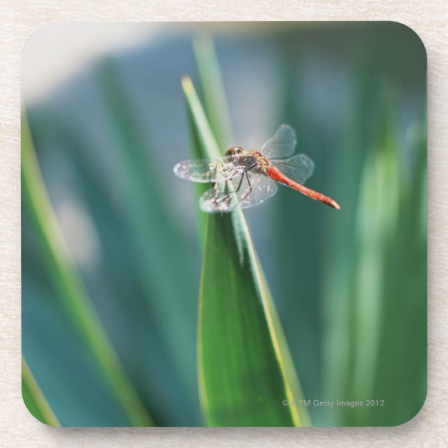 Dragonfly Drink Coaster (Front)