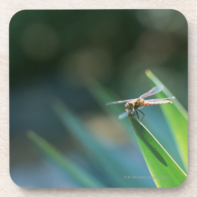Dragonfly Drink Coaster (Front)