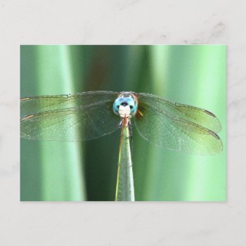 Dragonfly Face Up  Postcard by PattiJAdkins at Zazzle